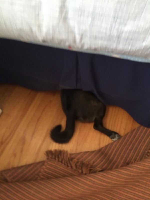 Marty Lew tweet media