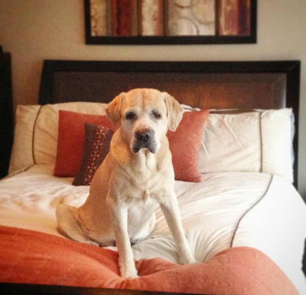 HunterYellowLab's tweet photo. You're going to take an afternoon job with me right?

#cuddles #dogs #pets #hunter #yellowLab #labradors #yawn http://t.co/4e7ayHN6lX