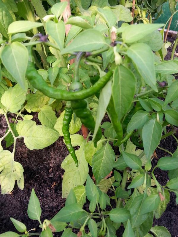LetsGrowCaerau's tweet photo. Look at our chillies. Mexican Insanity chillies. Tasting one is like having a injection in the dentist. http://t.co/DqcpBuIYv2