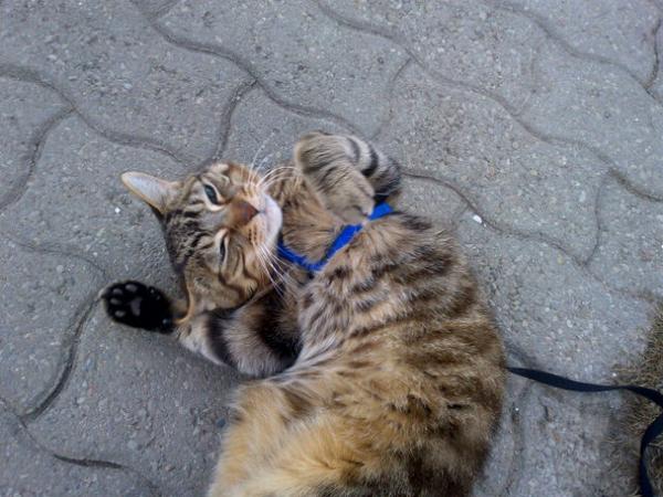 RT @jnadz: Happy international cat day @OntVetCollege, my Moo enjoying the outdoors on his harness :) http://t.co/qJqaDPDjek