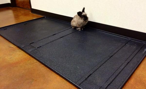 RescueRanchNC's tweet photo. "Officer, I'd like to report a robbery of my home...someone stole my habitat!" #Hershey #RRAnAn #FindMyHome http://t.co/1MyWjToTyy