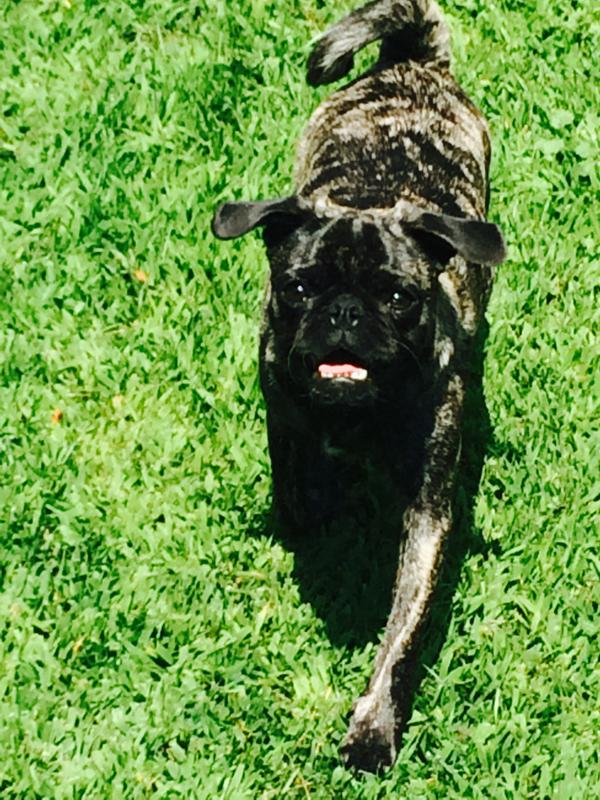 HawleywoodPugs's tweet photo. Gorgeous George. http://t.co/udmwx7l5oZ #pugs #darkbrindle #brindlepugs http://t.co/C6tYBqiGlw