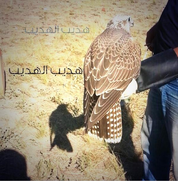 ALhdeebal3nazee's tweet photo. مساكم الله بالخير 🌹👋  فرخ طرح قبل يومين http://t.co/4yUvTJON26