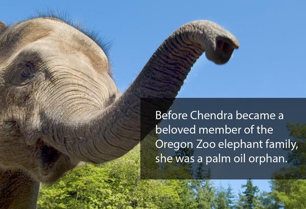 OregonZoo's tweet photo. #Palmoil is costing species their homes. You can urge companies to do the right thing: http://t.co/kRdq2HncLf http://t.co/dfiAfVv8j7