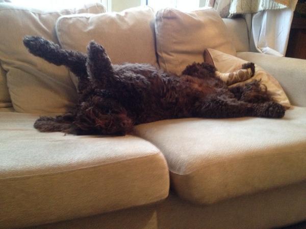 Allaboutmarley's tweet image. Me life be a daily struggle