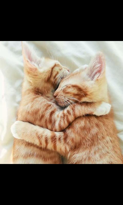 johnson_stephy's tweet photo. @Beckamay90 happy world cat day! :-) x http://t.co/d0AtNiTFwT