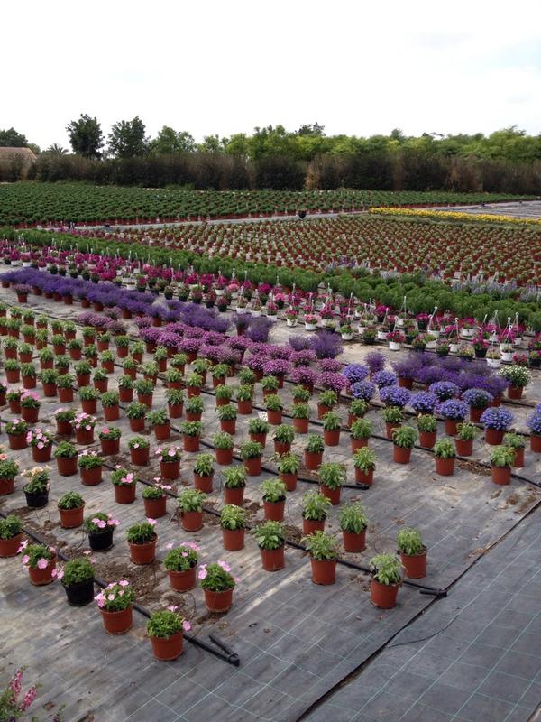 Beatriz_Mas's tweet photo. Wonderful... @javifer12386 #nicemoment #flowers http://t.co/PaB6QBVmcA