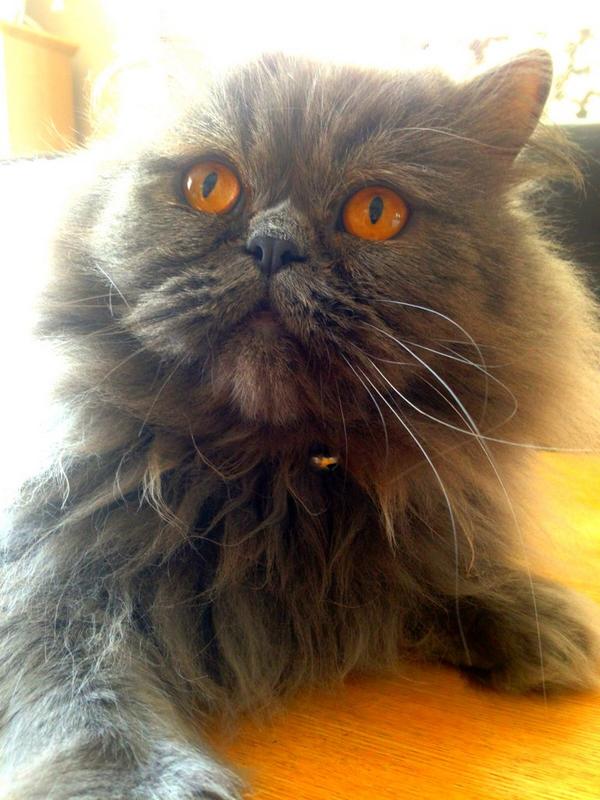 Claire_Felstead's tweet photo. It's #WorldCatDay 😻 http://t.co/q1CdBIbvc1