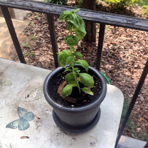 DCgreenSpace's tweet photo. The weather this summer is amazing for gardening...don't give up, get out there this weekend! #grosomethinggreater http://t.co/ts3y10jyDM