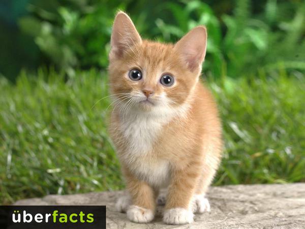 “<a href="/UberFacts/">UberFacts</a>: Today is International Cat Day! ” <a href="/kendallsimons/">Kendall Simons</a> #BlessedByTheBest