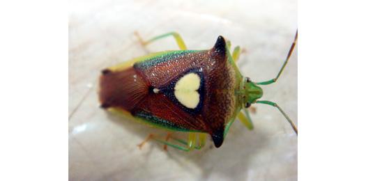 東京ズーネット 公式 Na Twitteru パクチー シャンツァイ コリアンダー 古くはカメムシソウ と カメムシ 種類によってにおいがちがいますが の香り 似てませんか といってカメムシの匂いを経験していないとわかりませんが 共通成分はアルデヒド類の