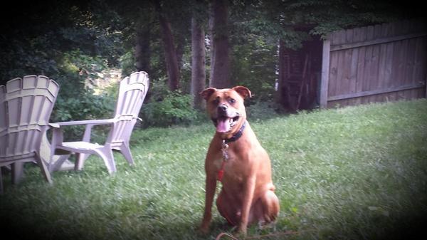 Mr_Coach_Pat's tweet image. "Sometimes a dog is as good as any man"
@WidespreadWords