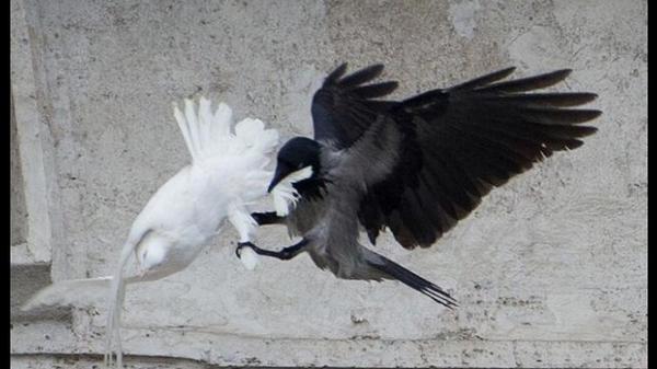 mxneyjpg's tweet photo. A black crow attacks one of the popes white doves. // http://t.co/L4hWzomhYH