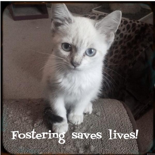 4humanityco's tweet image. Rescuing 16 kittens this weekend! Who wants a loving little addition to their family? #meow #4animals #4humanity