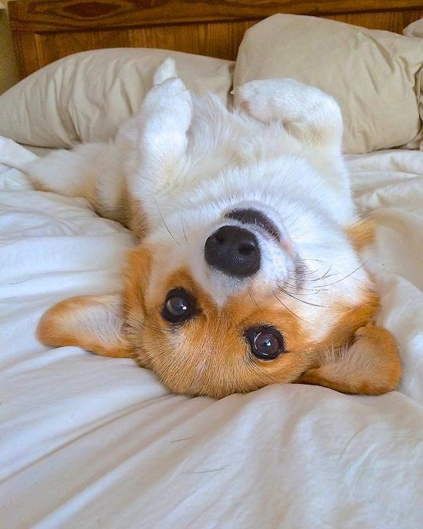 CorgiClub's tweet image. Happy Friday from Fiona, today&apos;s corgi of the day! Please show her some love with your votes: corgiclub.org/corgi-of-the-d…