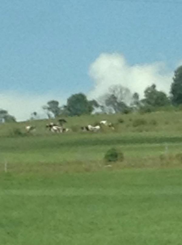 swiftielover16's tweet photo. Cows http://t.co/8Tae5NBqOR