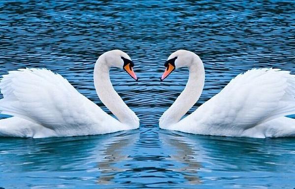 Los cisnes sólo tienen una pareja en toda su vida. Si esta muere después de un tiempo esta muere de tristeza