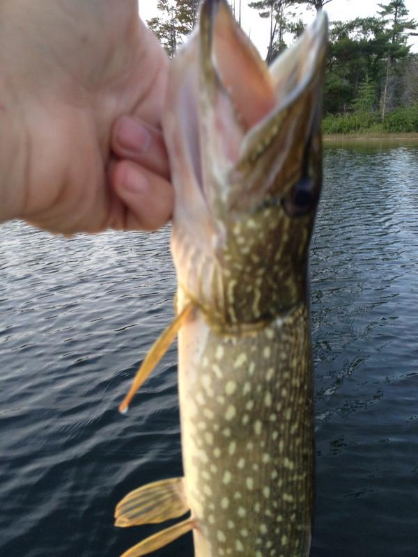 JeffJeffborton's tweet photo. At least the pike r biting!! http://t.co/csy0hHmiWA