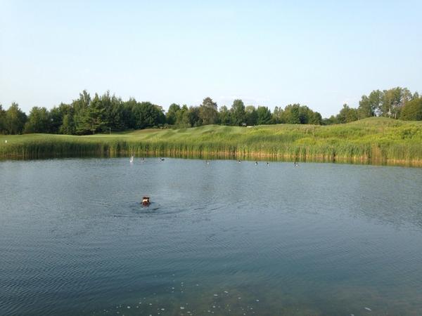 A big reason we rarely have geese on our property... #caddie #hawkridgegolf