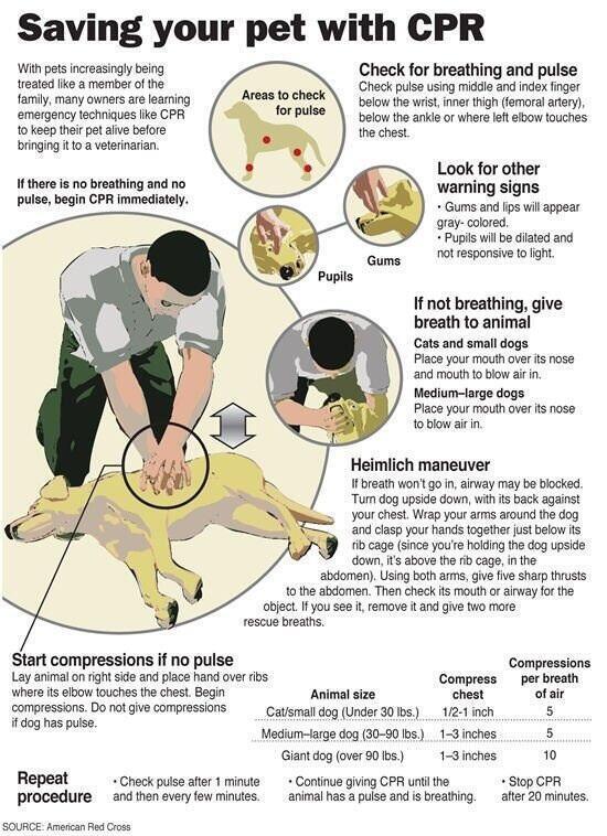 Life Saving Tip: Giving your dog CPR