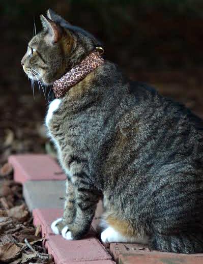 Embedded image permalink