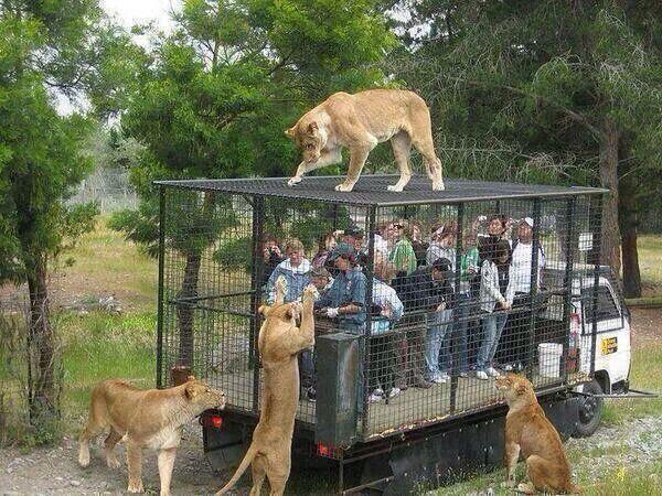 MundoDCuriosos's tweet photo. Así deberían ser todos los zoológicos http://t.co/ku8zY8SkTR