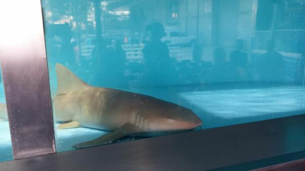 OgdenisAwesome's tweet photo. Sharks! @Webercountyfair #jawsome http://t.co/8NUTgA6uLa