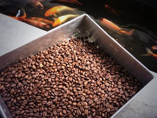 Biji kopi dari Takengon, siap buat malam mingguan.