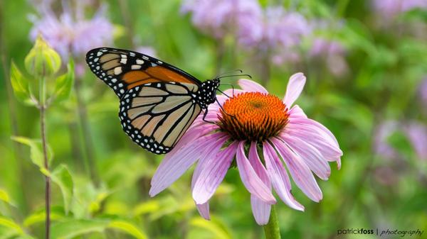 HolleErnie's tweet photo. The Monarch by PJF_Images http://t.co/O9rFzoaNTn
