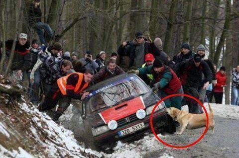 _Paisajes_'s tweet photo. Este perro, Su propietario está atrapado en el interior y está haciendo todo lo posible para ayudarlo http://t.co/KiDtuFDCex