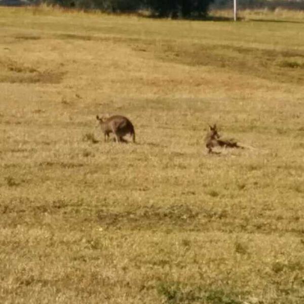 InfernalKat's tweet image. My mundane is so happy!! Baby Kangaroo!