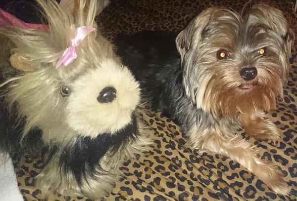 KaylaisPeace's tweet photo. This is a tough one, which is the real Yorkie, which is the imposter. #Yorkie #my love #mylife @MeSoMiniMisa http://t.co/FoUyLdINth