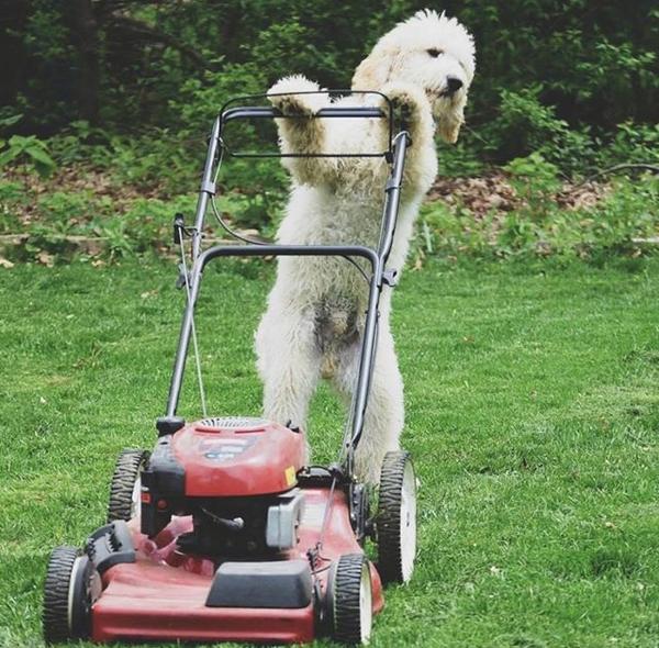 goldendoods's tweet photo. Don't worry Dad I got it! #lovegoldendoodles #goldendoodles #doods http://t.co/FGJ9Yp8STr