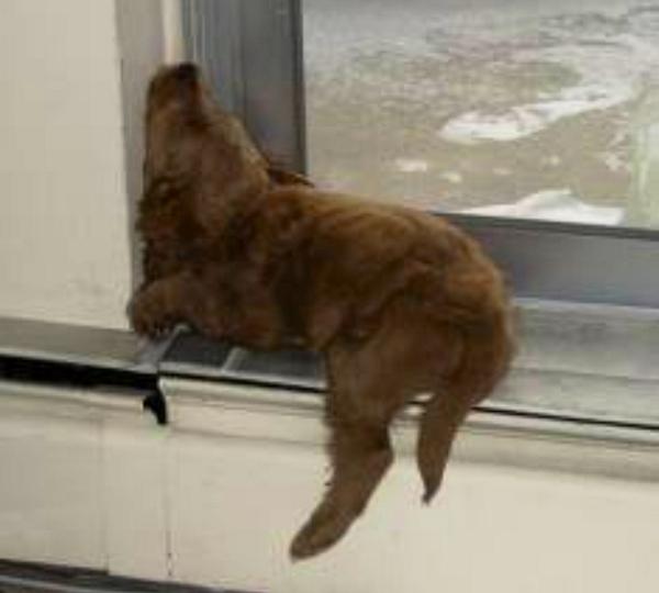 goldendoods's tweet photo. What do doodles dream of, when they take a little doodle snooze? 🎶 http://t.co/9rLSf2VL04