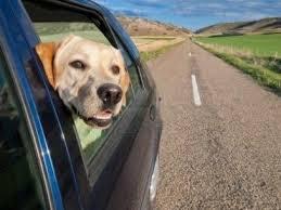 guardiacivil's tweet photo. #Consejo de viajes con mascota. Impide que viaje con cabeza asomada por ventana. Puede golpearse en caso de frenazo. http://t.co/R1TuSPi1x2