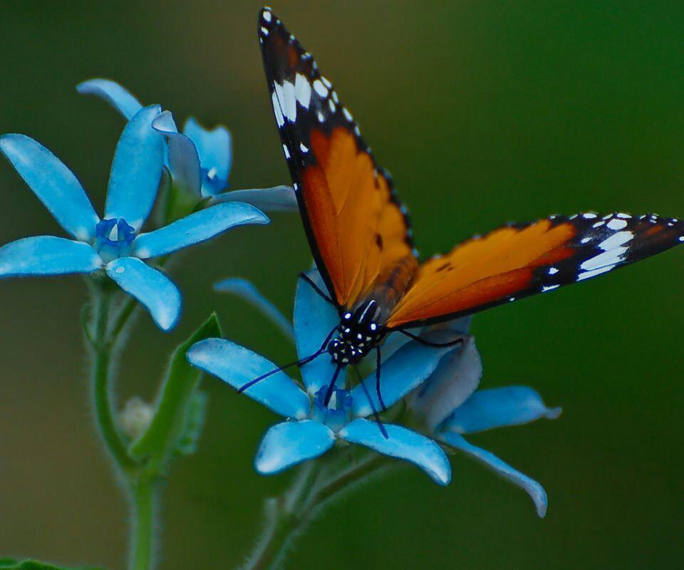 *** LAS MARIPOSAS DEL RINCON DE ENERI *** - Página 19 Bul3wGRIYAApsEI