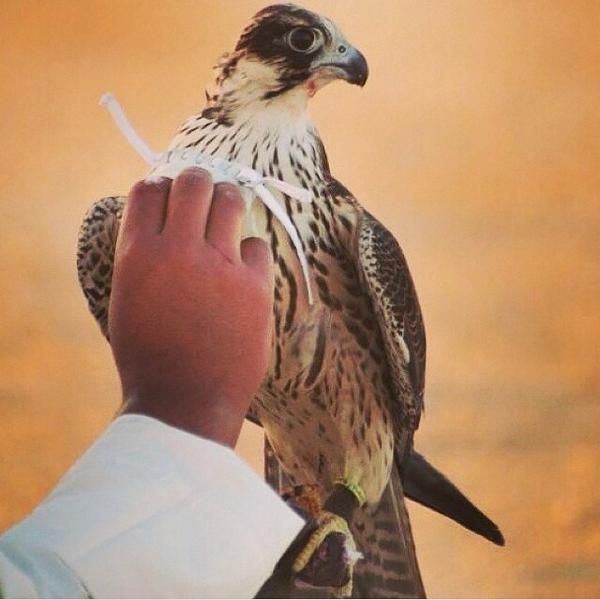 raid_alharbie's tweet photo. السلام عليكم متابعيني الكرام.يسعدني الرجوع اليكم بعد انقطاعي عنكم وأسأل الله ان يوفقني ويرضاه😘☺️❤️ http://t.co/PokaxNMbIH"