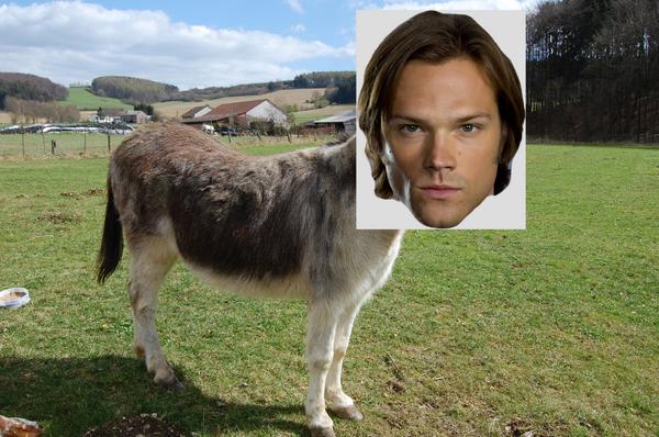 OJthefirst's tweet photo. #GISHWHESspecieshybridization @jarpad http://t.co/A7arBZa3mB
Jared Padasslecki http://t.co/LSneAadECM