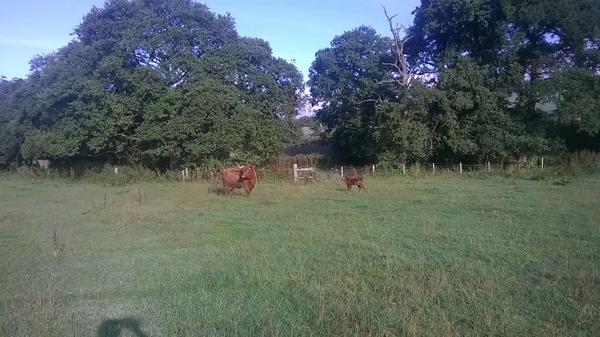 CedarCottage01's tweet photo. Last hairy beast of the season born this morning!! http://t.co/Po20UzM7zL