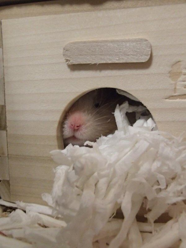 SundayHamster's tweet photo. I hide leftovers in my bed everyday. After cleaning my bed, human puts some of them to the original position :) http://t.co/zsBNYH2fwV