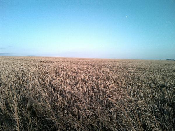 1256Jane's tweet image. 