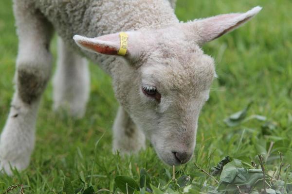 Lambs are so cute
#lamb #spring #cute #nature #photography