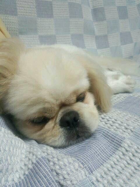 O Xrhsths ファッション通販のニッセン Sto Twitter Chami Mame かっ かわいいですね お問合せありがとうございます お取扱中のssサイズ 小型犬サイズ のペット服をこちらに集めました Http T Co Yif0d0f9wd ぜひぜひご覧くださいませ スミス O Xrhsths ファッション通販のニッセン Sto Twitter Chami Mame かっ かわいいですね お問合せありがとうございます お取扱中のssサイズ 小型犬サイズ のペット服をこちらに集めました Http T Co Yif0d0f9wd ぜひぜひご覧くださいませ スミス