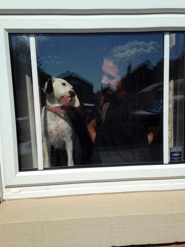 DogJuno tweet picture