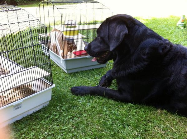 DER_Labrador's tweet image. Unsere Hamster machen heute Camping im Freien. Und ich bin hier wieder der Einzige, der aufpasst.