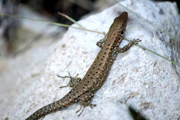 PaxosThalassa's tweet image. @Skyscanner lots of #friendlyCreatures in #paxos #paxosthalassatravel #Greece