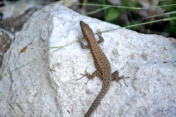 PaxosThalassa's tweet image. @Skyscanner lots of #friendlyCreatures in #paxos #paxosthalassatravel #Greece