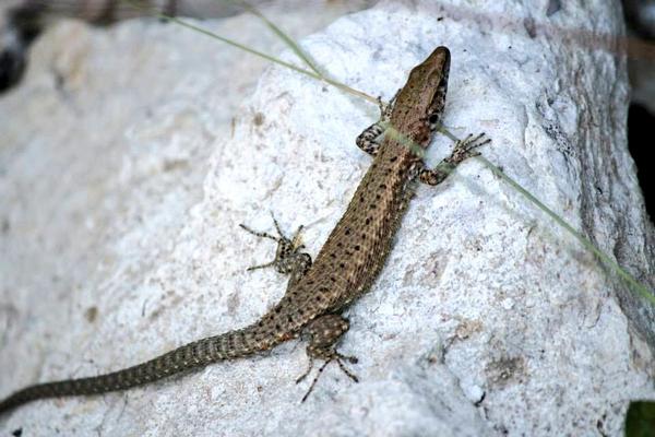 PaxosThalassa's tweet image. @Skyscanner lots of #friendlyCreatures in #paxos #paxosthalassatravel #Greece