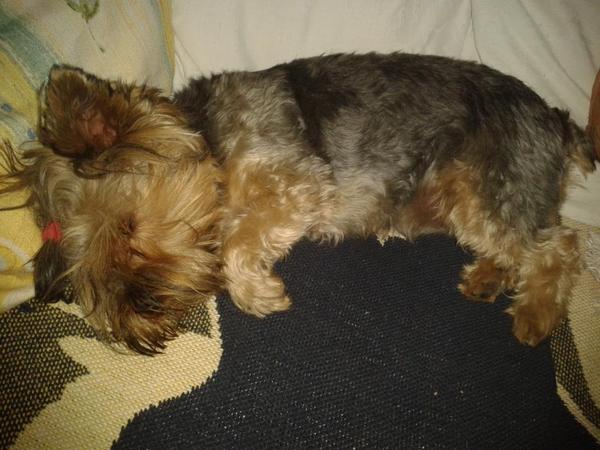 CarmenArchi's tweet photo. Q no la molesten q se sta exando la siesta!!! #mia http://t.co/cxDUZBWLo8