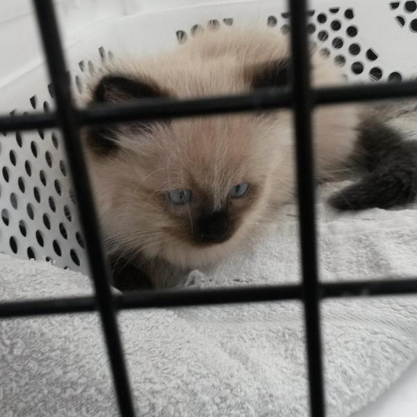 Eindelijk mijn katjeee!